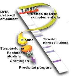 Esquema de les tècniques de hibridació reversa