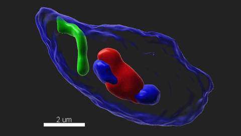 Descriuen com es posicionen els cromosomes durant la formació dels espermatozoides