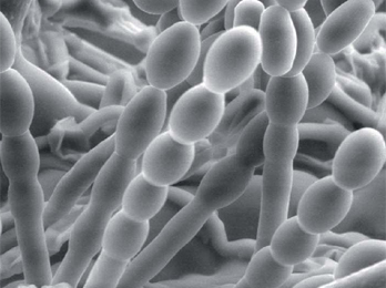 Workshop Microscopia