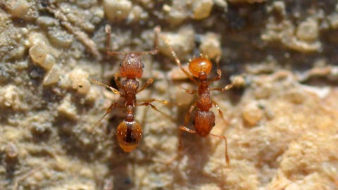 La formigueta de foc arriba a la península Ibèrica