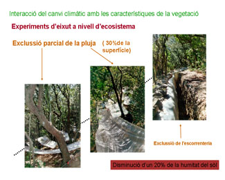 S'ha experimentat amb un alzinar madur situat a les Muntanyes de Prades