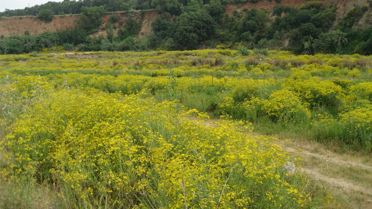 toxicitat plantes invasores nova