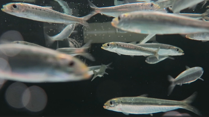 Sardines