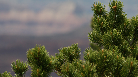 Detalle de las hojas de Pinus edulis. Foto: Quinn Dombrowski (CC BY-SA 2.0). 