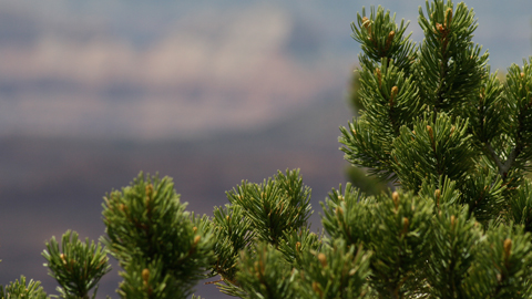 Detalle de las hojas de Pinus edulis. Foto: Quinn Dombrowski (CC BY-SA 2.0).