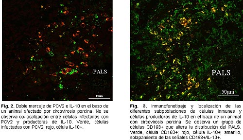 IL10Circovirus