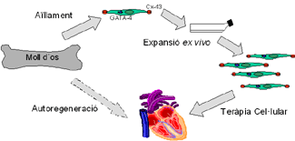 Noves cèl·lules mare per regenerar cors malalts