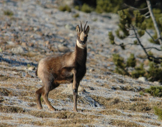 Pestivirus als remugants dels Pirineus