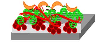 Estructura d'un biofilm