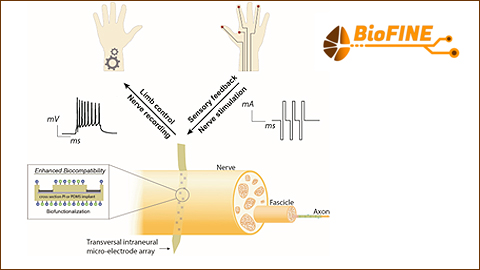 Gràfic projecte BioFINE