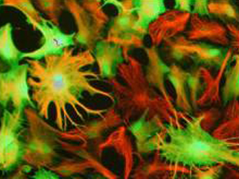 neurociencies
