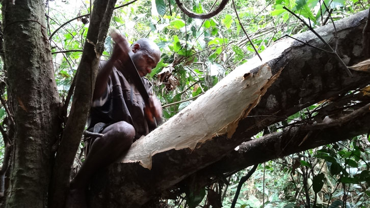 usos forestals i gènere nova