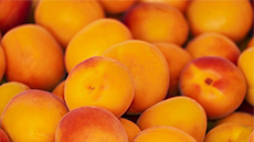 Laboratori d'idees fruita dolça a Catalunya