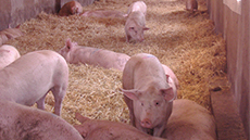 ClearFarm