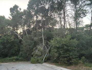 Imatge zona arbrada on actuar 