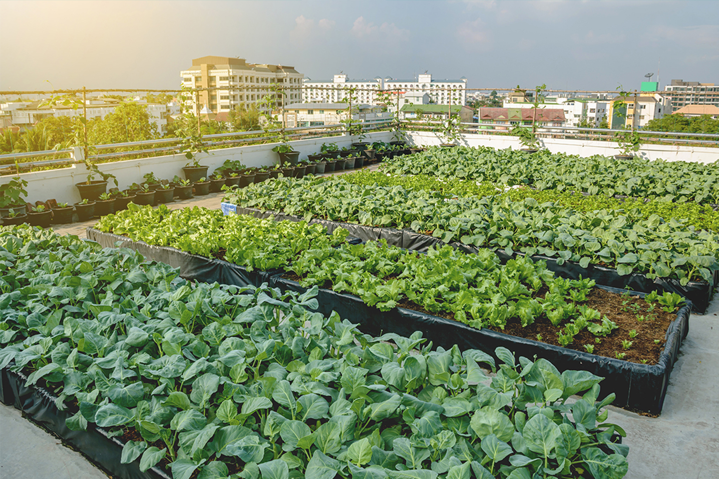 ICTA-UAB SUMMER SCHOOL SOSTENIPRA URBAN AGRICULTURE