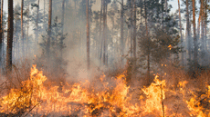 istockphoto © Gilitukha