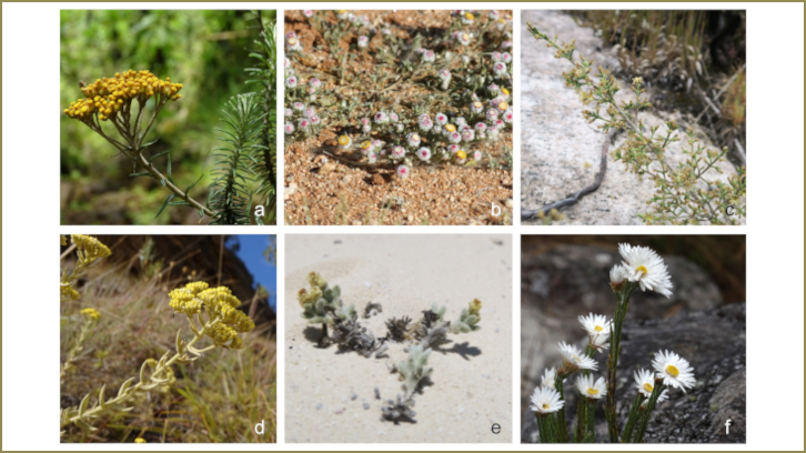Helichrysum