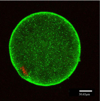Imatges de microscòpia confocal d'oòcit bovin madurat in vitro 