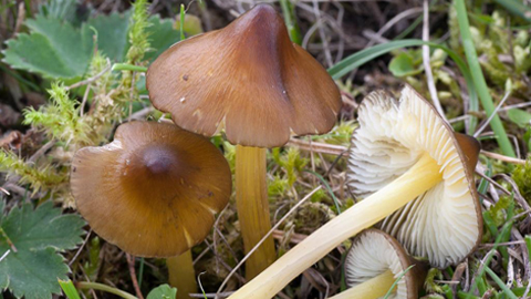 Troben als Pirineus un bolet en perill d’extinció