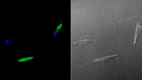 Promastigotes del parásito Leishmania donovani vistos a través del microscopio confocal (UAB)