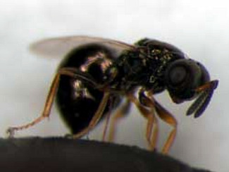 Genoma vespa parasitària