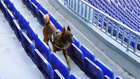 Gos que treballa al Camp Nou