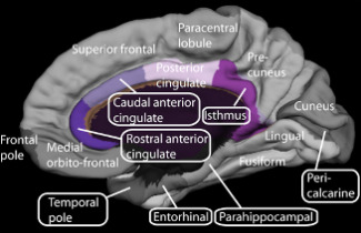 Còrtex cingulat i depressió