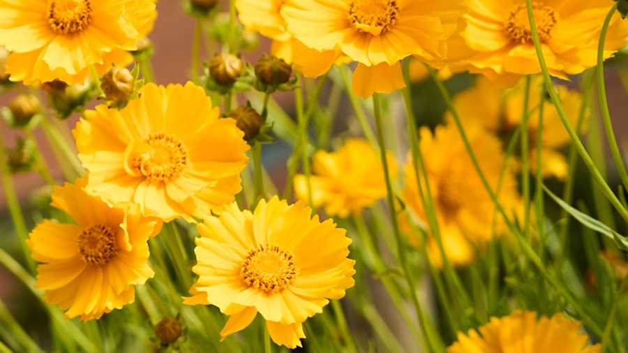 Flors