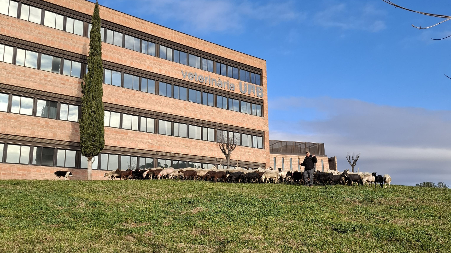Remat d'ovelles i cabres de la Facultat