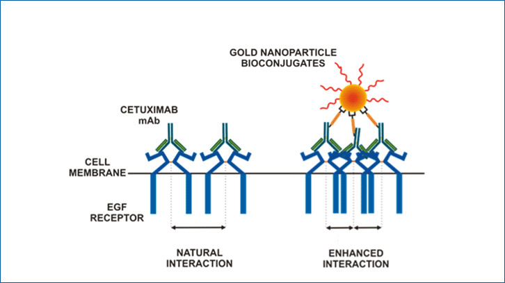 Nanopartícules d´or conjugades a l’anticòs cetuximab contra el càncer 