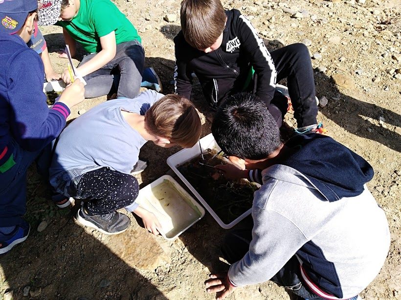 Mostreig de macroinvertebrats
