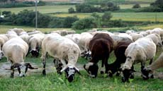 IMG_doctorat_produccio_animal_foto2