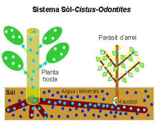 Sistema Sòl-Cistus-Odontites