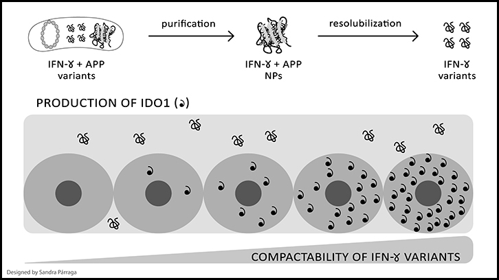 proteïnes recombinants