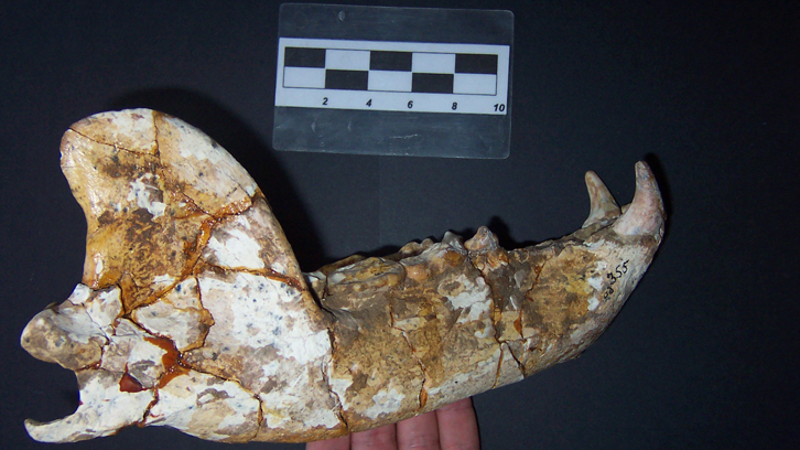 Mandíbula de Ursus etruscus de Dmanisi. Fotografia: B. Martínez-Navarro