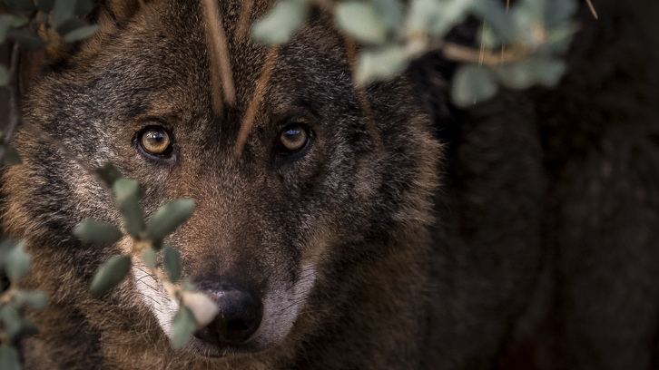 lobos