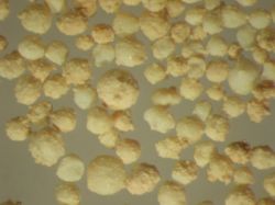 Pinsos amb extractes naturals sense antibiòtics