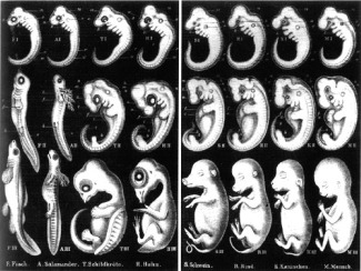 Interrelación entre evolución y desarrollo embrionario - UABDivulga  Barcelona Investigación e Innovación