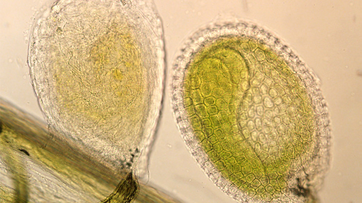 Desenvolupament embrionari i fotosíntesis en mans d’un sol gen