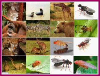 Diferències a la selecció natural entre mamífers i drosophila