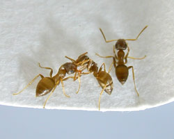 formigues Lasius neglectus