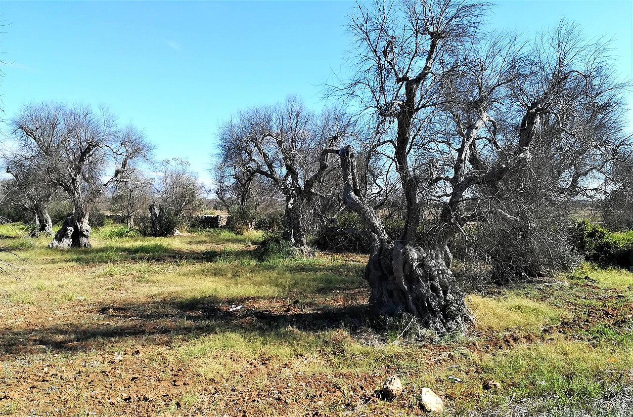 Oliveres atacades per Xylella fastidiosa