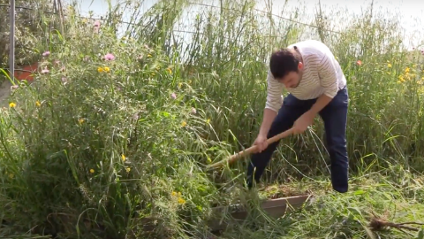 L'hort aula es cultiva per estudiants del programa d'acollida