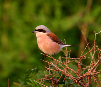 Cervell petit ocells migratoris