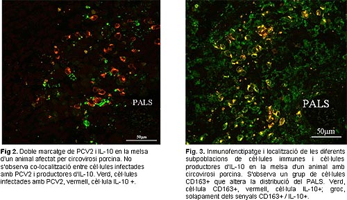 IL10Circovirus