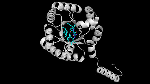 Enzim FSA de E.coli, utilitzat en aquest mètode (CSIC)