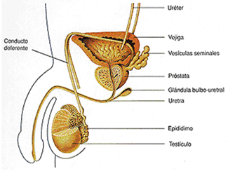 Anatomia del aparell génito-urinari masculí.