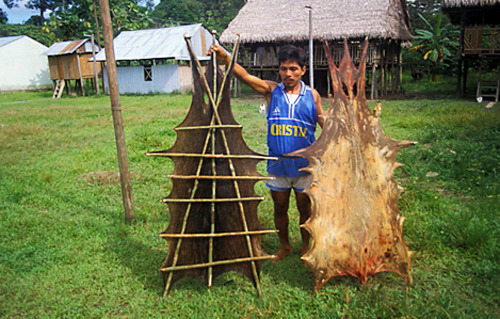 Pecarí Labiat
