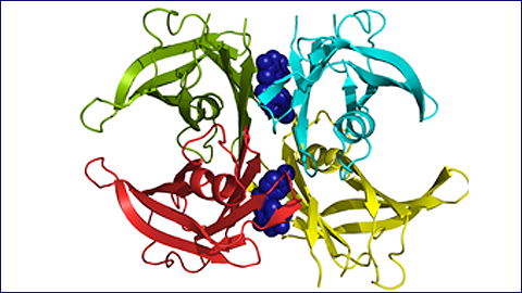 Described a powerful drug to advance in the fight against familial amyloidosis